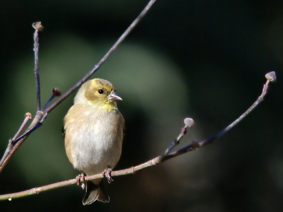 Female American Goldfinch on branch