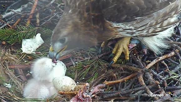 Red-tailed Hawk chick 5 - from Cornell webcam at: http://www.livestream.com/cornellhawks