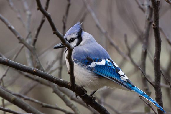 Blue Jay out back