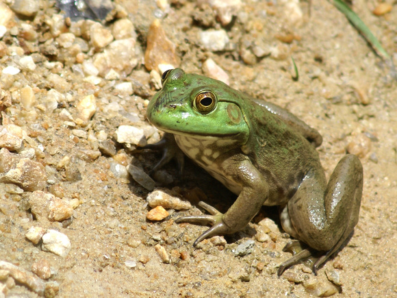 A handsome young bullfrog