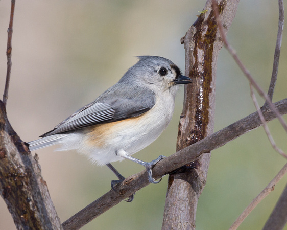 Tufted Titmouse in branches