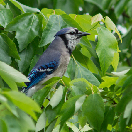 Blue Jay in a Maple tree