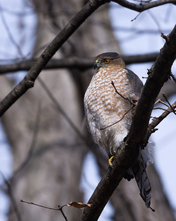 Cooper's Hawk searching