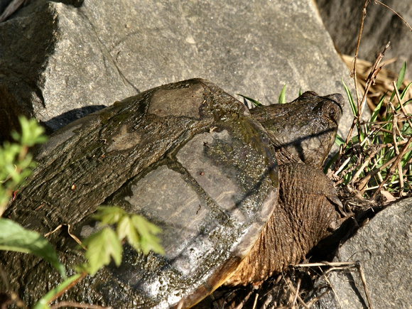 Snapping Turtle sunning
