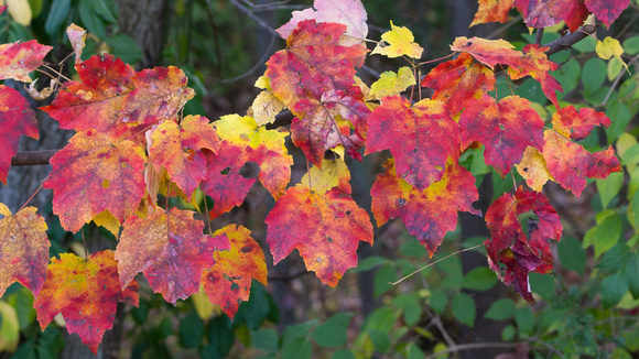 Red & yellow leaves