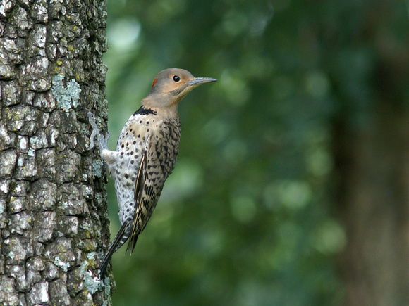 Female Northern Flicker on tree trunk