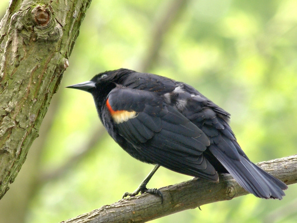 Male Red-winged Blackbird on branch