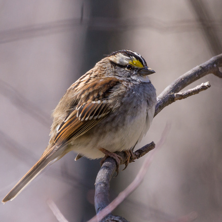 White-throated Sparrow on a curved branch
