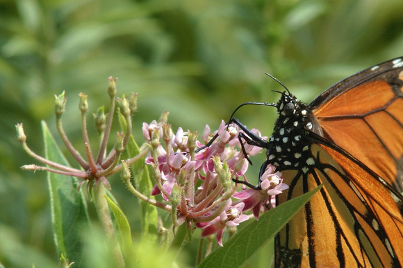Male Monarch with a damp proboscis