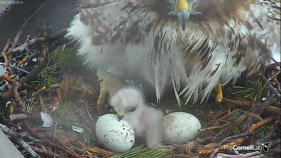 Red-tailed Hawk chick - from Cornell webcam at: http://www.livestream.com/cornellhawks
