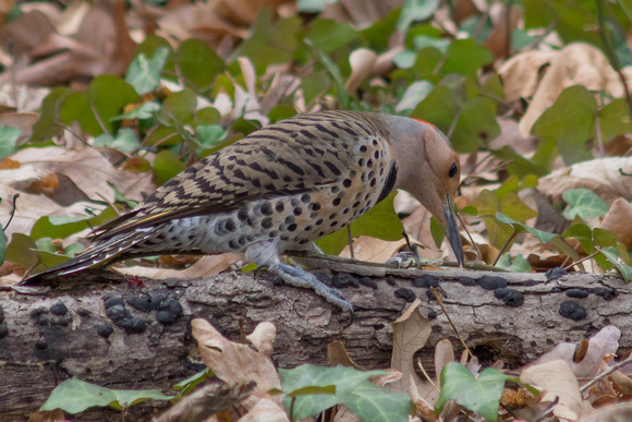 Northern Flicker - female - crouched