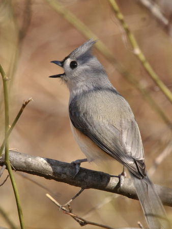 Tufted Titmouse calling