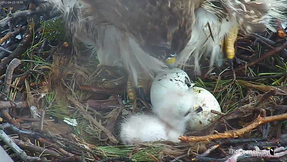 Red-tailed Hawk chick 2 - from Cornell webcam at: http://www.livestream.com/cornellhawks