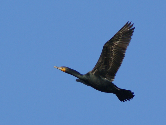 Double-crested Cormorant escapes Links Pond