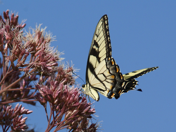 Eastern Tiger Swallowtail - from lower left
