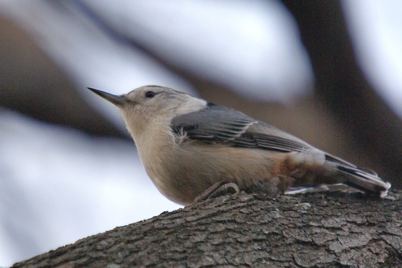 White-Breasted Nuthatch - heavy overcast