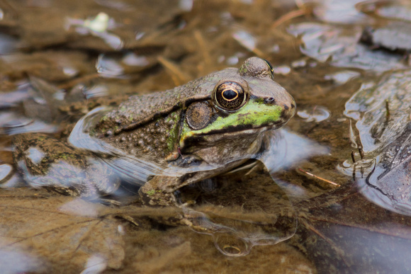 Young Green Frog - Lake Audubon tributary
