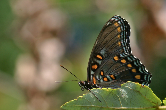 Red spotted purple - curled proboscis