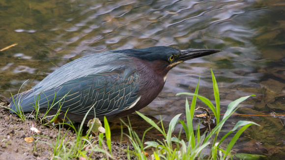 Green Heron fishing the tributary - Lake Audubon