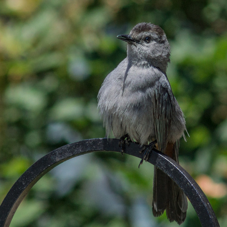 Gray Catbird on a plant hanger
