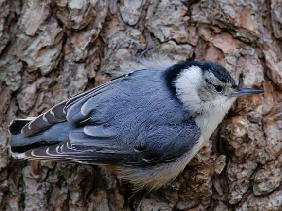 White-Breasted Nuthatch - top view