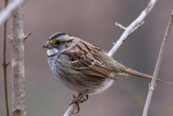 White-throated Sparrow - mud on beak