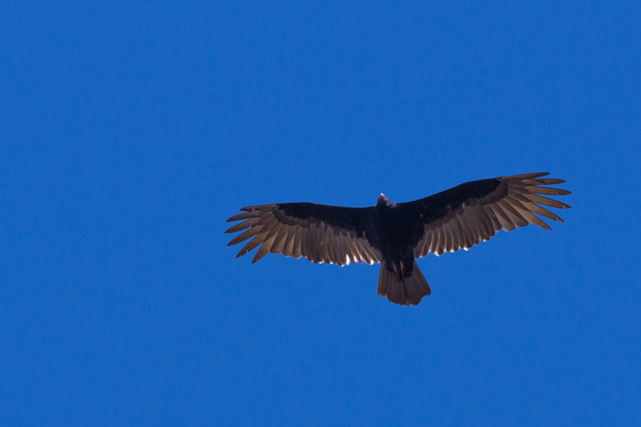 Turkey Vulture catching the updraft