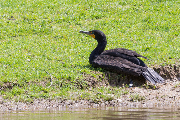 Double-crested Cormorant on the bank
