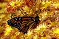 Monarch on Mums - Fly Valley Cider Mill