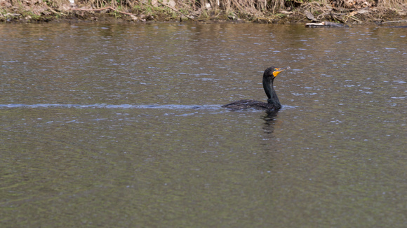 Double-crested Cormorant - Links Pond
