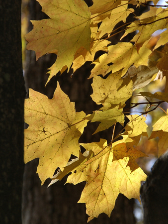 Yellow Maple leaves - Salamander Trail
