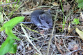 Deer Mouse - moved outdoors