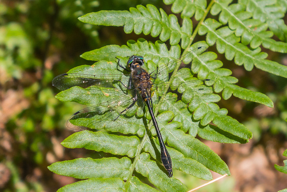 A dragonfly on our hike