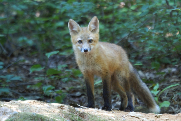 Red Fox kit - tail extended