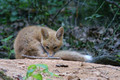 Red Fox Kit chewing on tail