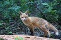 Red Fox Kit a little mussed