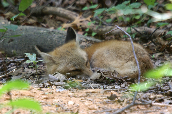 Red Fox kit dozing in the leaves