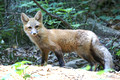 Red Fox kit - nearly three months old