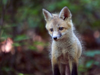 Red Fox Kits - 2010