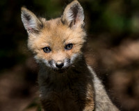 Red Fox Kits - April 22