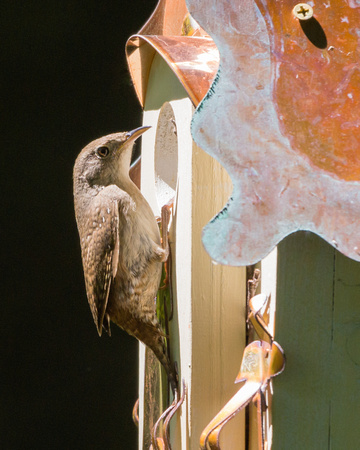 House Wren at nest entrance