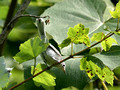 Female Blue-gray Gnatcatcher - underside