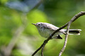 Female Blue-gray Gnatcatcher