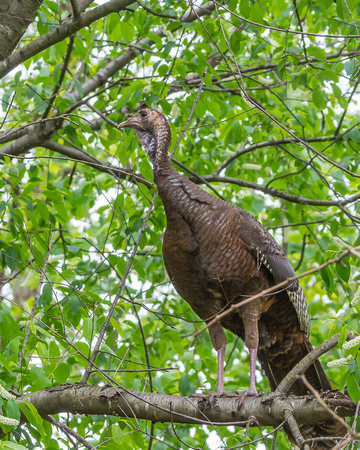 Underside - female Wild Turkey