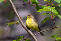 Palm Warbler with new blooms
