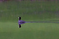 Male American Coot - Links pond at dark