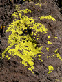 Gold Cobblestone lichen