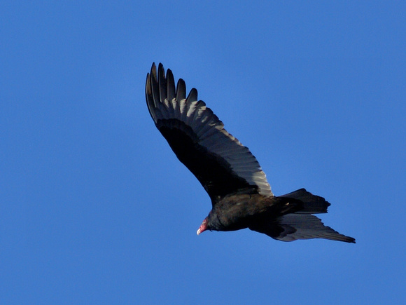 Turkey Vulture 12-28-2009