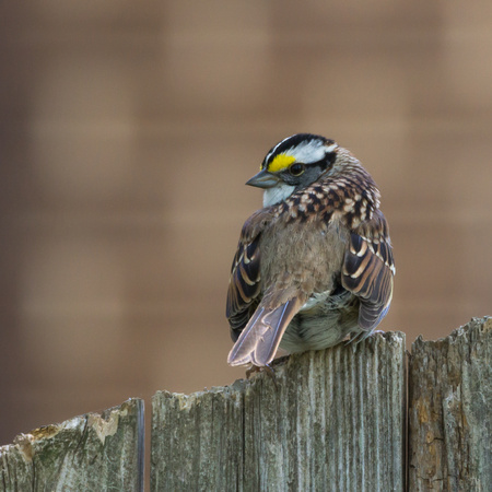 White-throated Sparrow on a fence