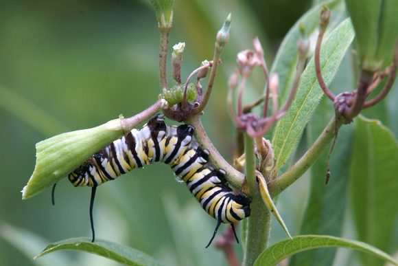 Monarch Caterpillar - danaus plexippus